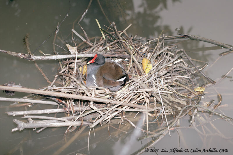 Gallinule poule-d'eau