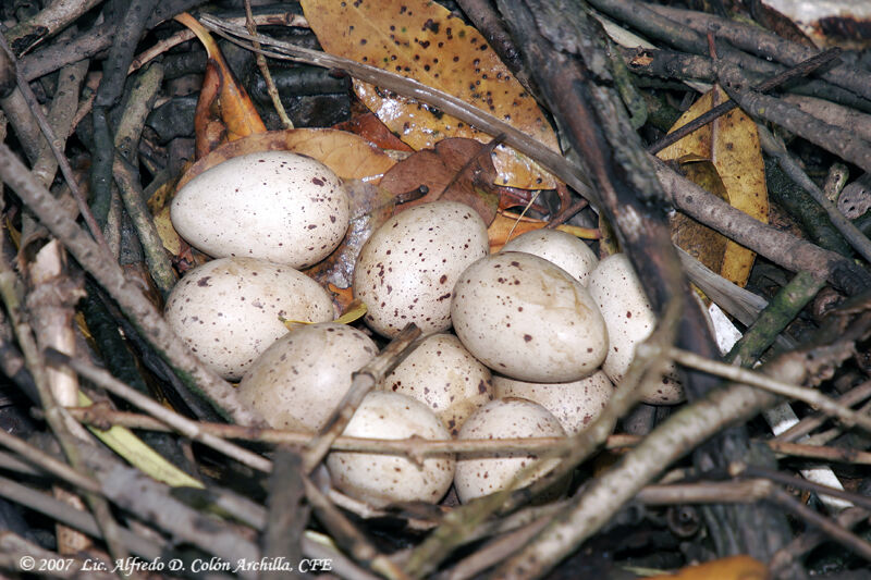 Gallinule poule-d'eau