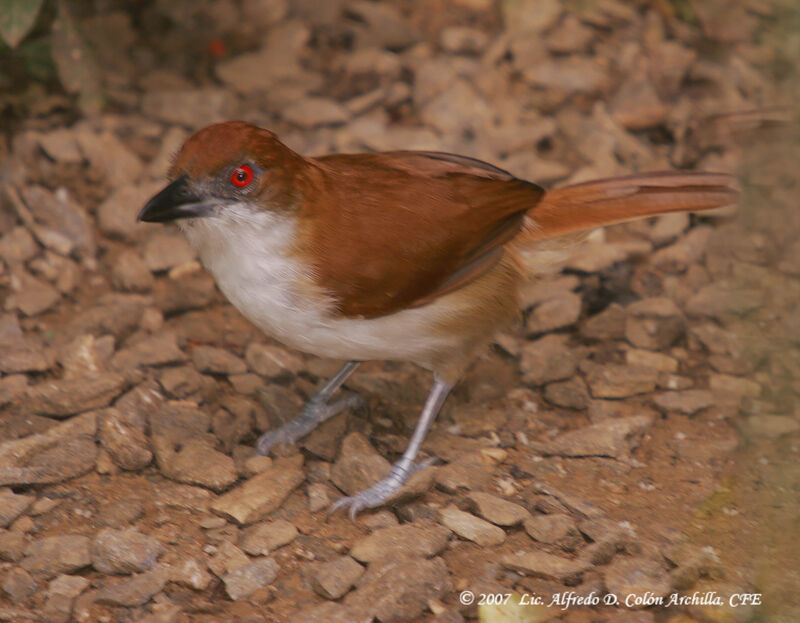 Great Antshrike