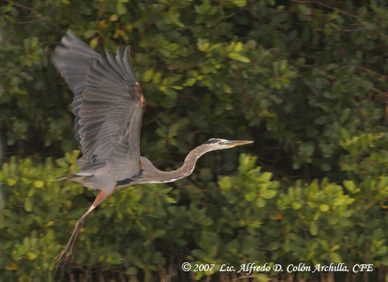 Great Blue Heron