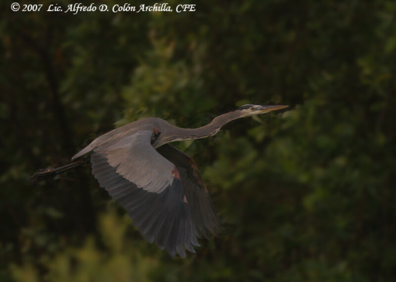 Great Blue Heron