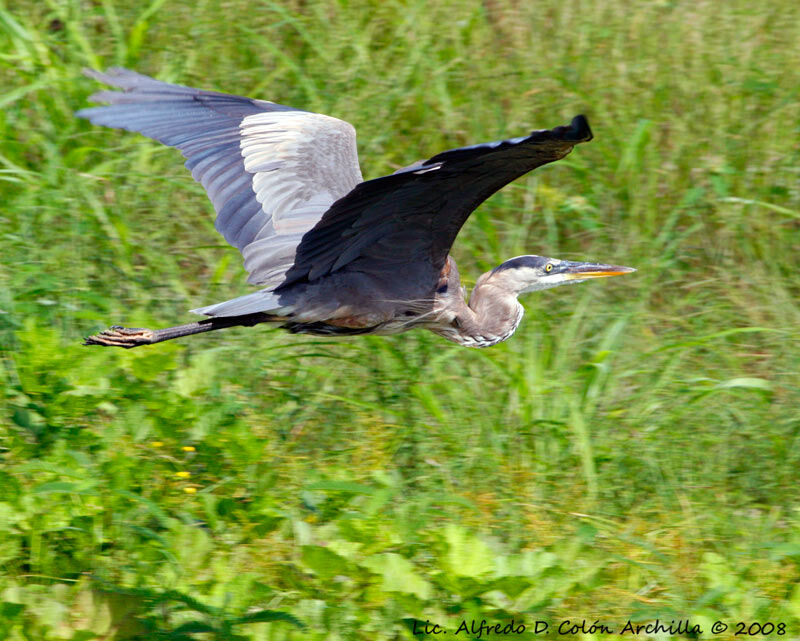 Great Blue Heron