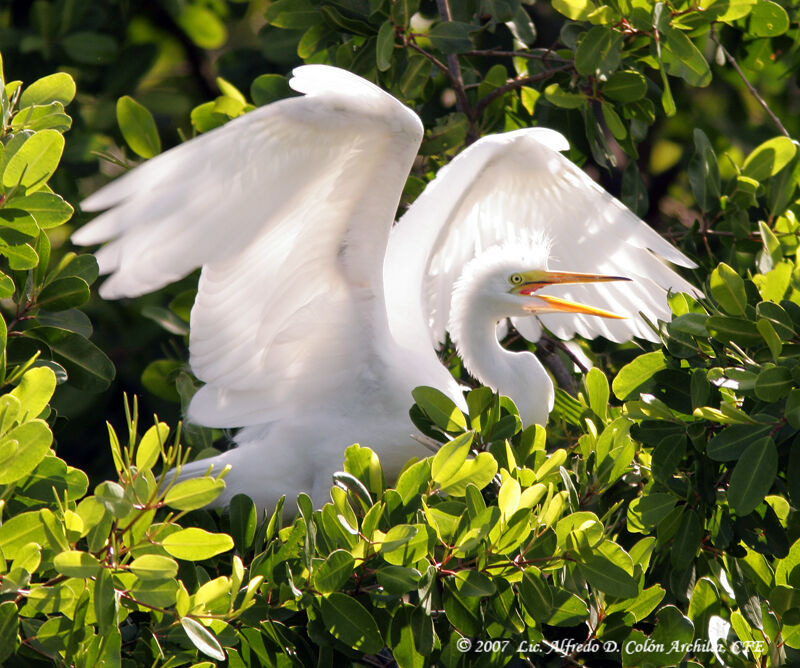 Grande Aigrette