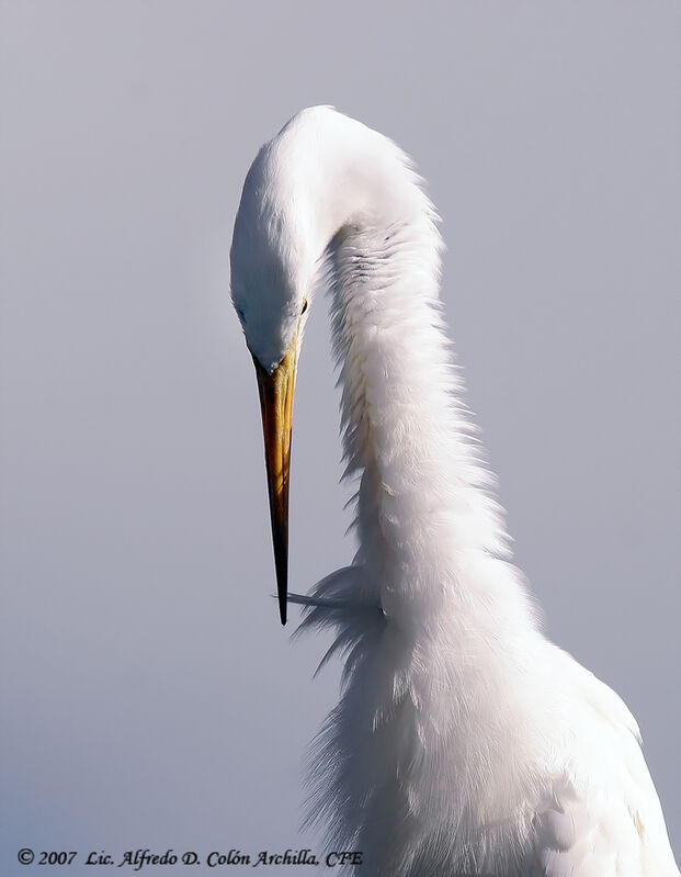 Grande Aigrette