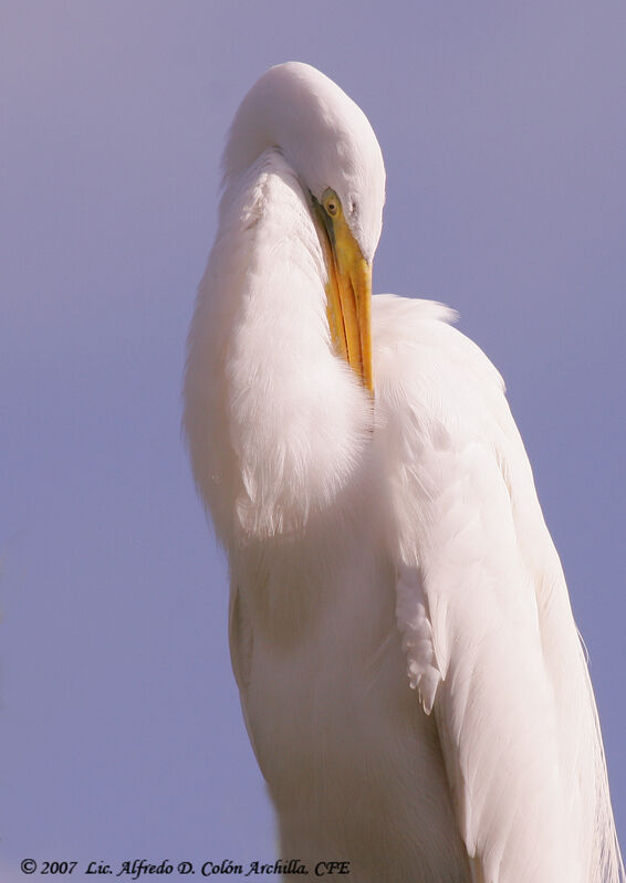 Grande Aigrette