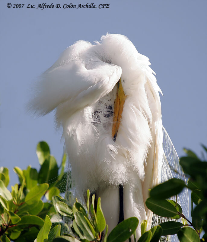 Grande Aigrette