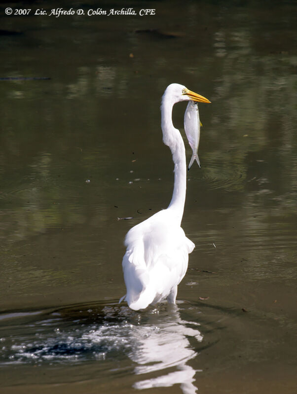 Grande Aigrette