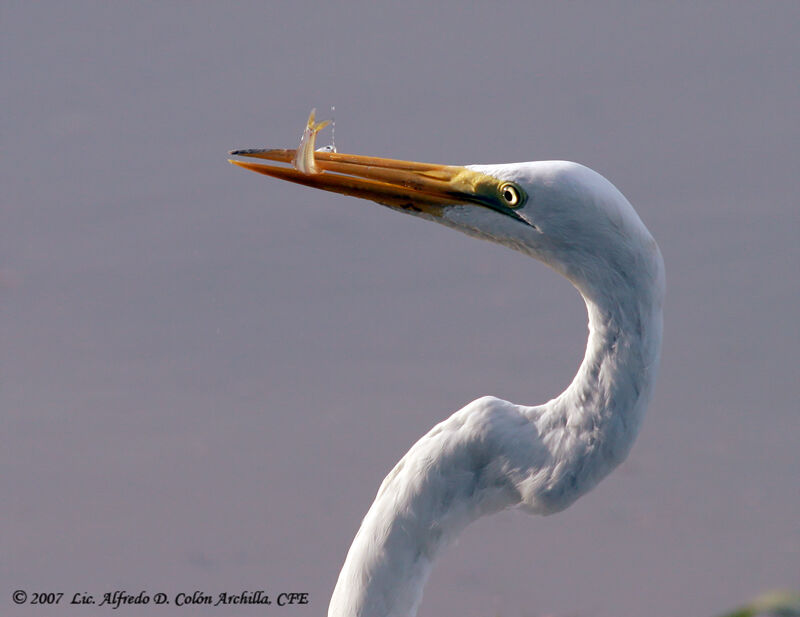 Grande Aigrette