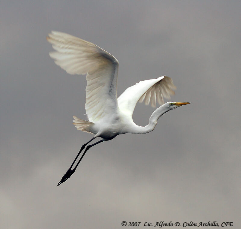 Great Egret