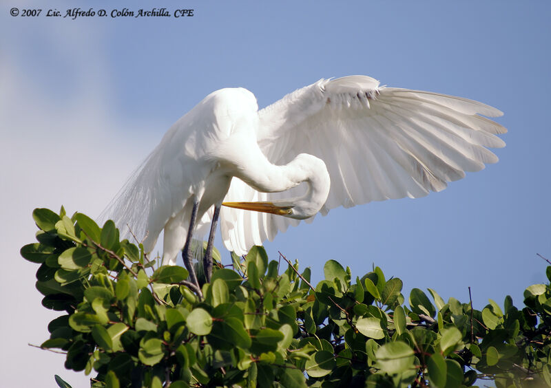 Grande Aigrette