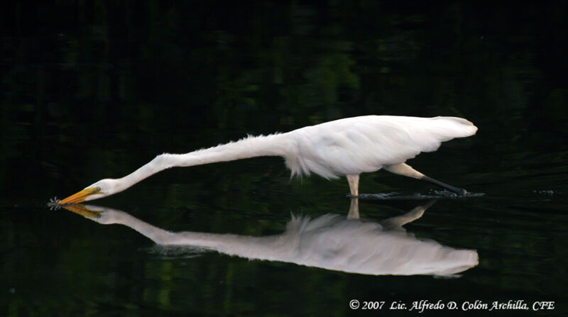 Grande Aigrette