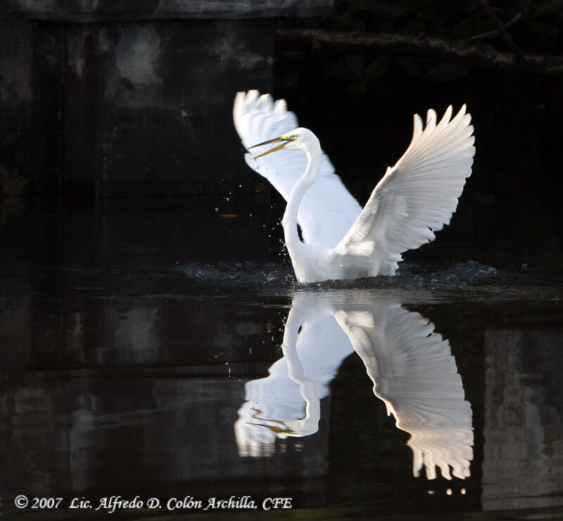 Grande Aigrette