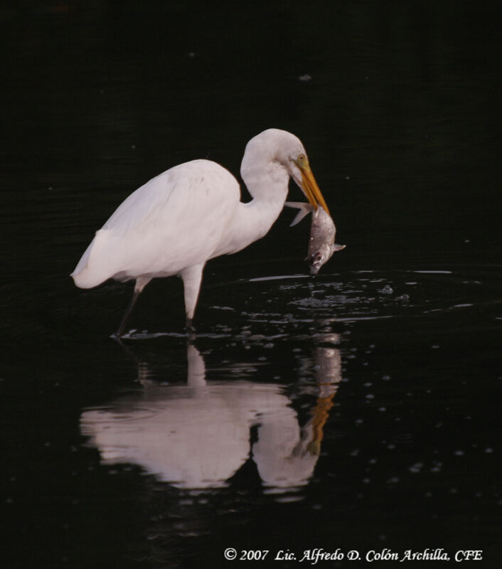 Great Egret