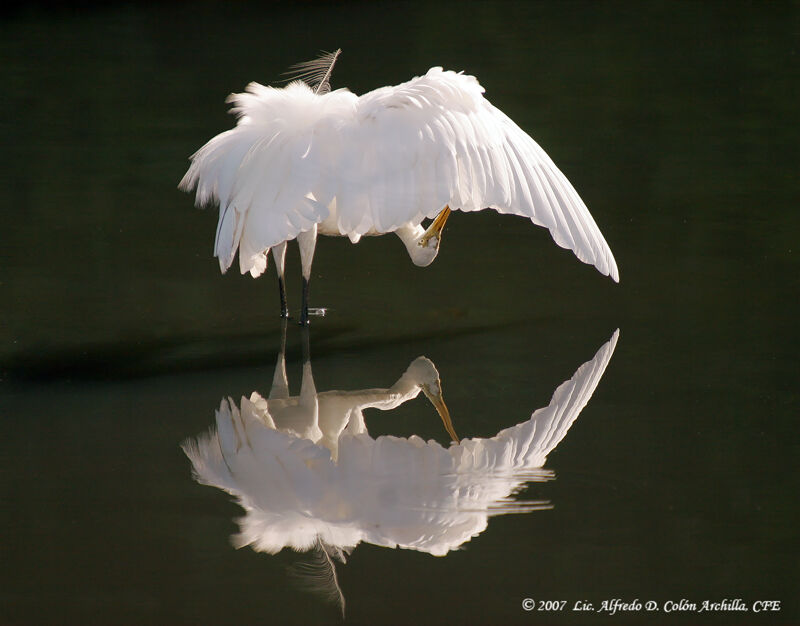 Grande Aigrette