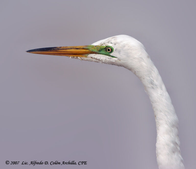 Grande Aigrette