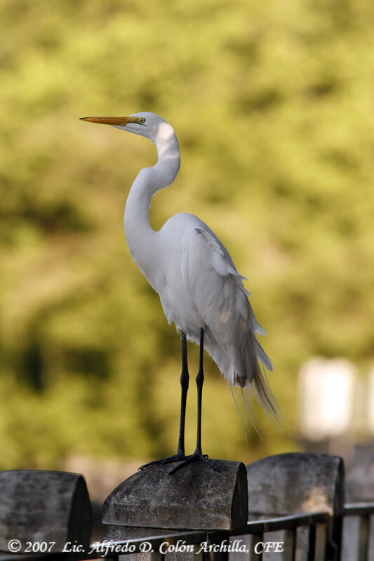 Great Egret