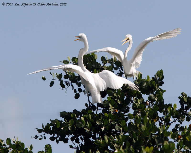 Great Egretjuvenile