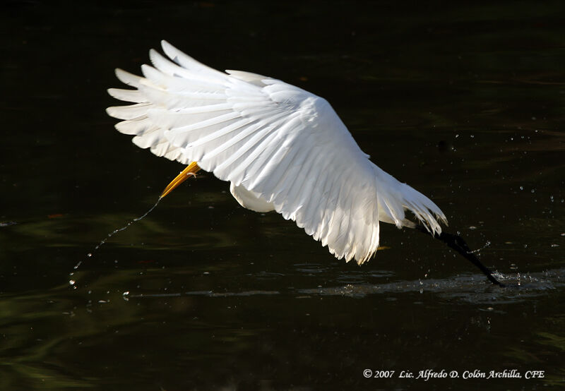 Great Egret