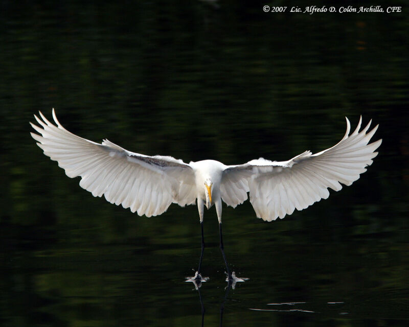 Great Egret