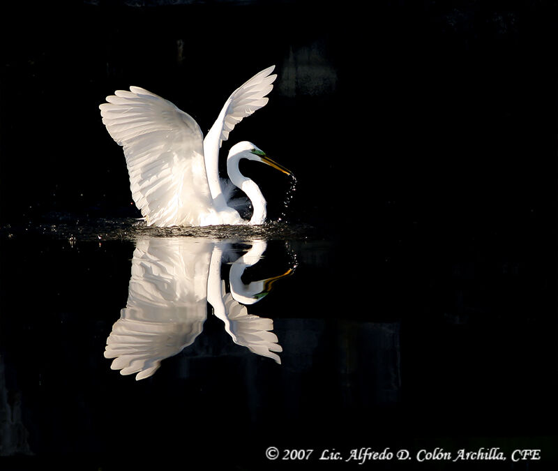 Great Egret