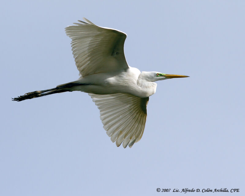 Great Egret