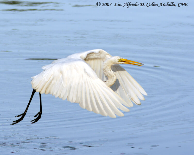 Grande Aigrette