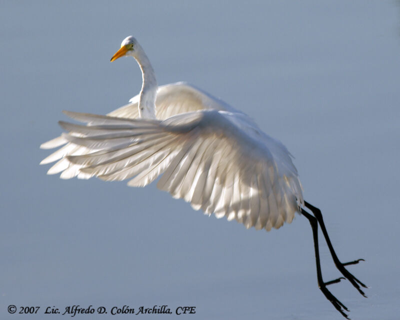 Grande Aigrette