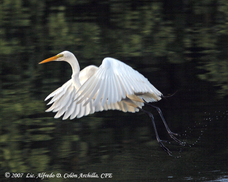 Great Egret