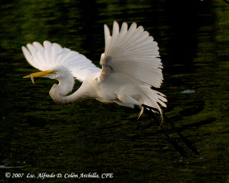 Grande Aigrette