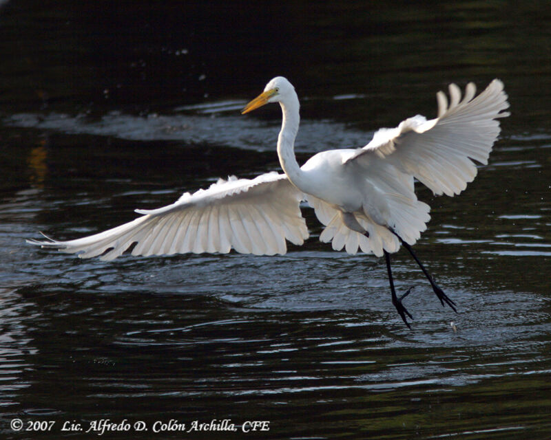 Grande Aigrette