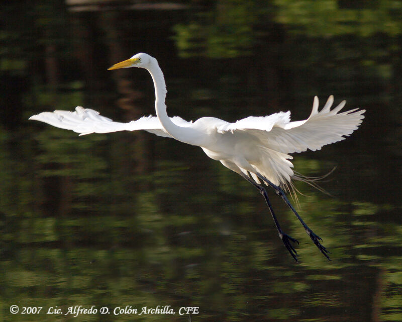 Grande Aigrette