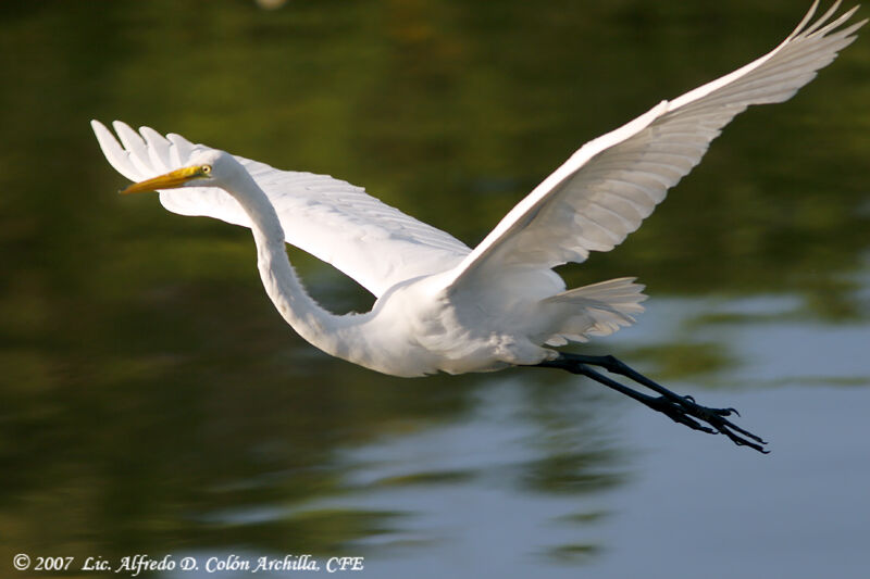 Great Egret