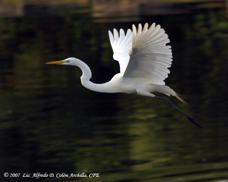 Grande Aigrette