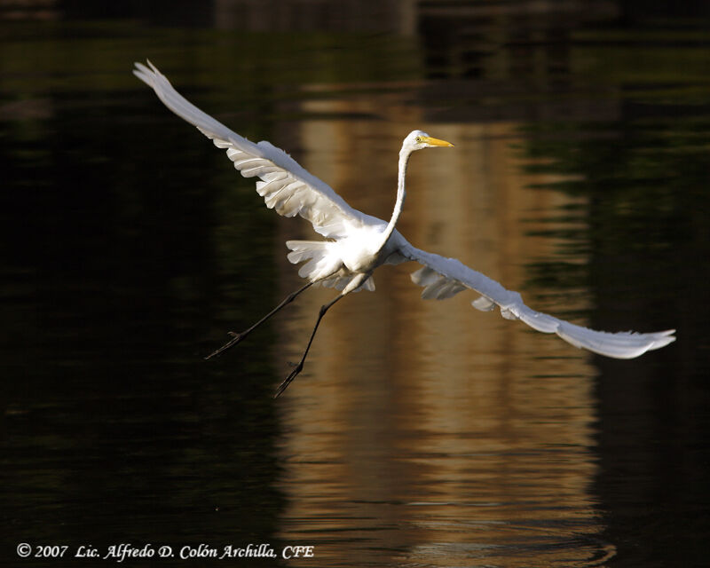 Grande Aigrette