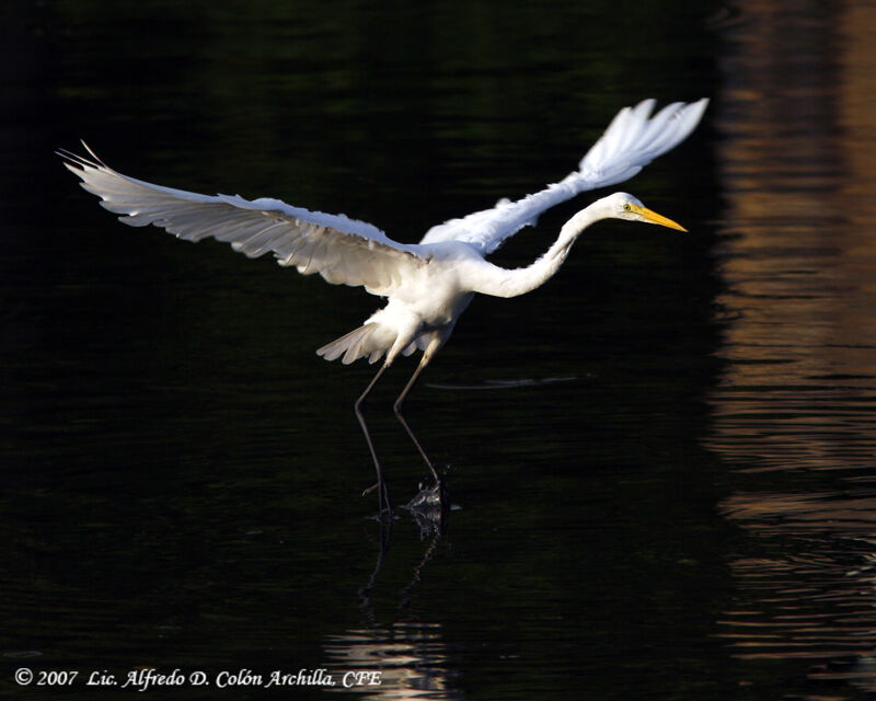 Grande Aigrette