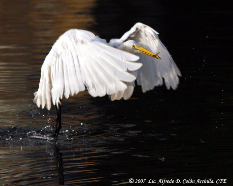 Grande Aigrette