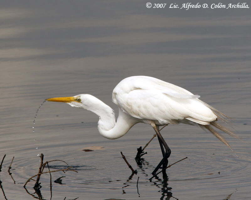 Grande Aigrette