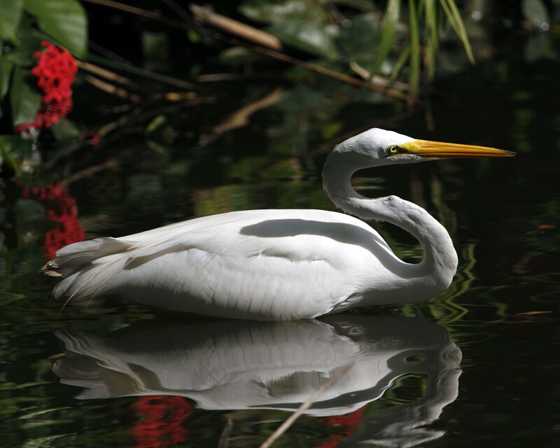 Grande Aigrette