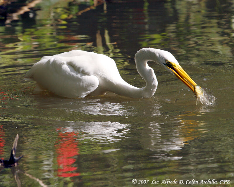 Grande Aigrette