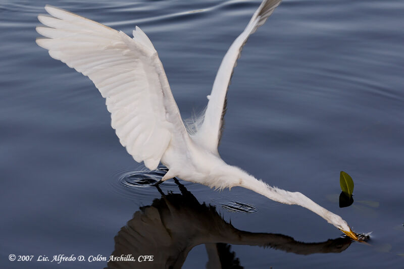 Great Egret