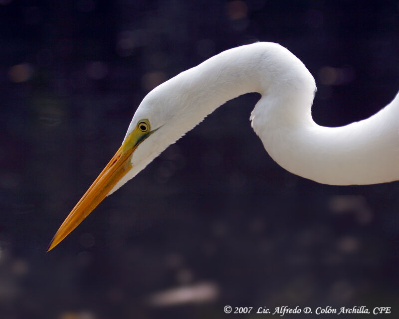 Grande Aigrette