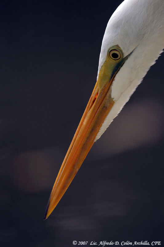 Grande Aigrette