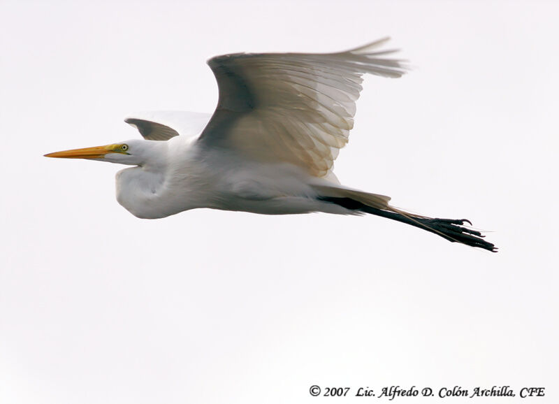 Grande Aigrette