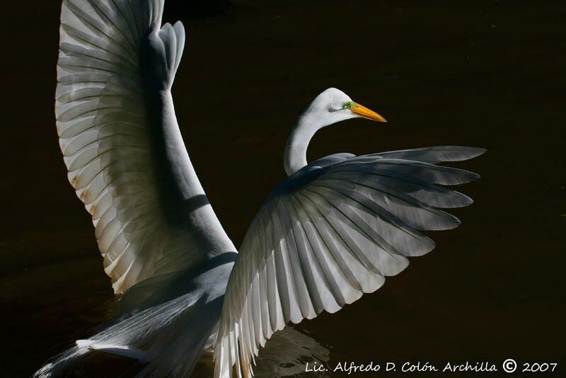 Grande Aigrette