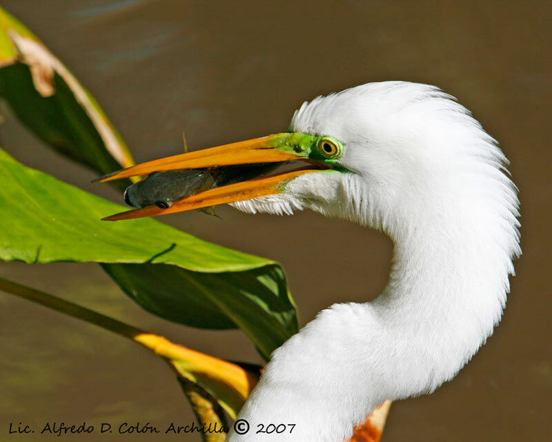 Grande Aigrette