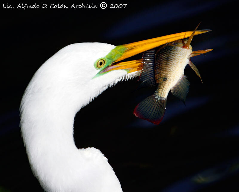 Great Egret