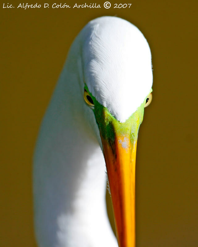 Grande Aigrette