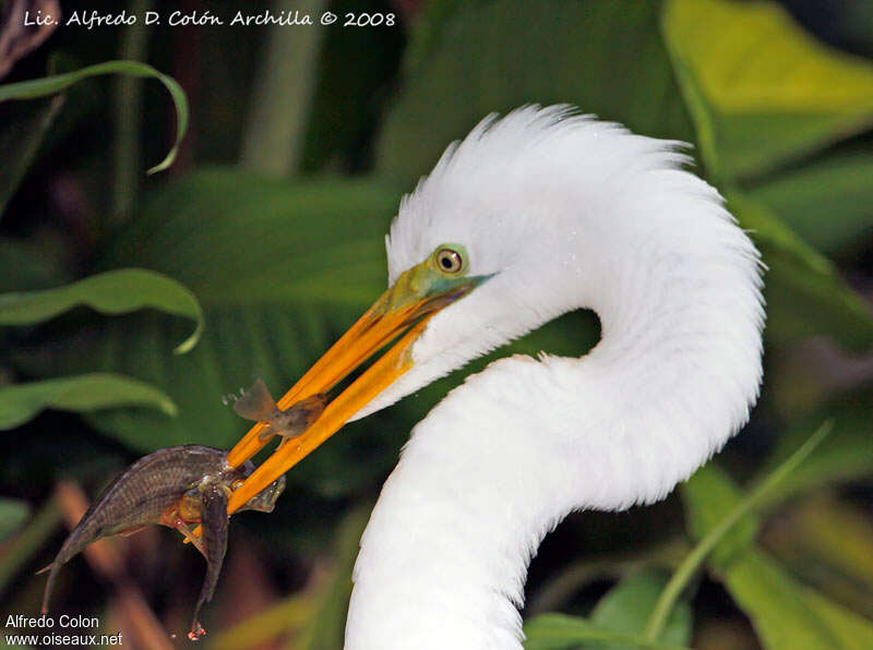 Grande Aigrette, régime