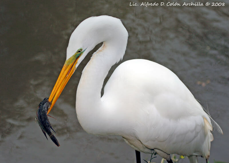 Grande Aigrette