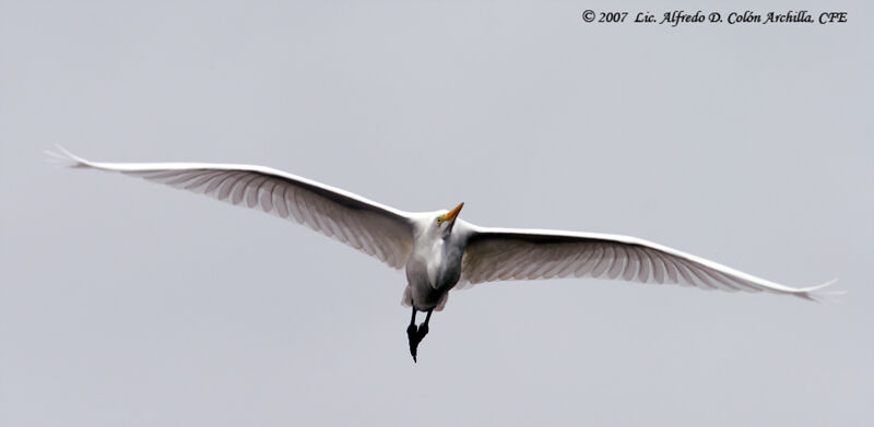 Grande Aigrette